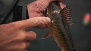 How to Rig a Quick-Strike