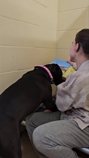 2.4K views · 50 reactions | Someone is loving her slumber party and story time at TailWaggers Doggy Daycare Menasha before she goes to her new foster home tomorrow! Sara is available for adoption! ❤️ | Circle Of Souls Animal Rescue | Facebook