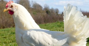 La poule azur : présentation et caractéristiques de la race | Mes poules