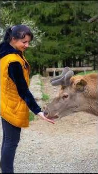 Comment devenir ami avec un cerf Roumain en 3 étapes