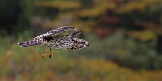 Wildlife Watch: Tracking the broad-winged hawk