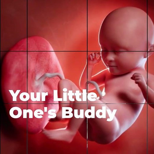 The Placenta: Its Development and Function | SAFE IVF Centre | Shivamogga