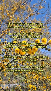 2.8M views · 43K reactions | Yo creo que el Huizache es uno de los árboles más nobles porque no requiere de tantos cuidados y ahorita que es su época de floración enchula el ambiente con su aroma  Verdad que no es un árbol sin chiste?  | Arbolero Urbano | Facebook