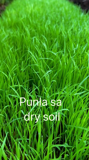 5.7K views · 134 reactions | Punla sa dry soil tutorial | Noel Agritv | Facebook