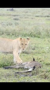 1.1M views · 10K reactions | Animal Planet TV on Reels | Facebook