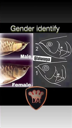 arowana fish Gender identify male and female #arowana #arowanafish#shortsfeed #viral #newreel #yt