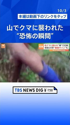 クマに襲われる“恐怖の瞬間”！命の危機に“棒”で応戦「母グマが子を…」発見時に危険な“戦闘のサイン”とは？｜TBS NEWS DIG#shorts