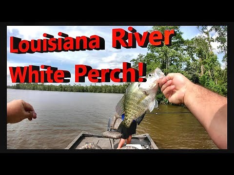 Louisiana River White Perch / Crappie...Catch, Clean & Cook!
