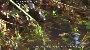 Rattlesnake Eats Baby Alligator.. Must See | Omg Video