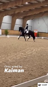 #kaimanstallion Congratulations to the connections of the young stallion Ohio, by Kaiman x Grand Galaxy Win, on his performance at the recent KWPN stallion competition in Ermelo! 🤩🙌🎉 #ironspringfarm Reposted from rider Kirsten Brouwer Dressage “Ohio gave me a super feeling last night 🥰 Some clips of yesterday’s test at the stallion competition in Ermelo! Love you🖤” | Iron Spring Farm