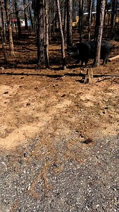 1.3K views · 171 reactions | Come go with me to make a mud wallow | Scarlett O'Hara The Southern Belle Pig | Facebook