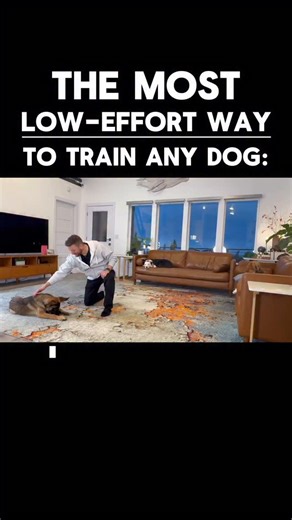 71 reactions · 39 comments | Teaching our dogs language can be as...