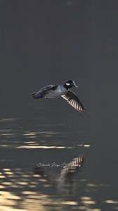 Bufflehead landing | Srikanth Boga Photography