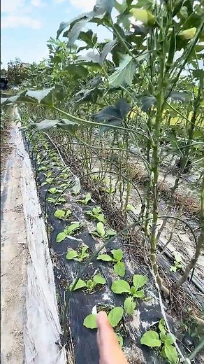Growing Napa Cabbage in Okra Rows: Transitioning Summer Vegetable Beds to Fall/Winter Crops; Napa...