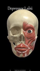 127K views · 732 reactions | The depressor labii inferioris (DLI) is...