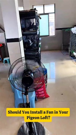 Pigeon Loft Fans: Essential for Summer Care?