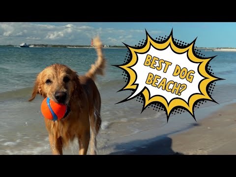 Best Dog Beach in Florida | Smyrna Dunes Park