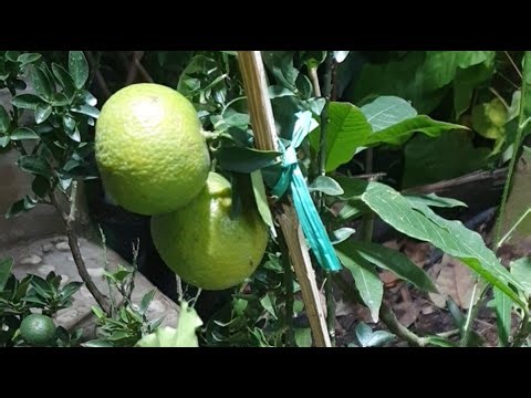 cây giống ăn quả LH:@939/68/68/94