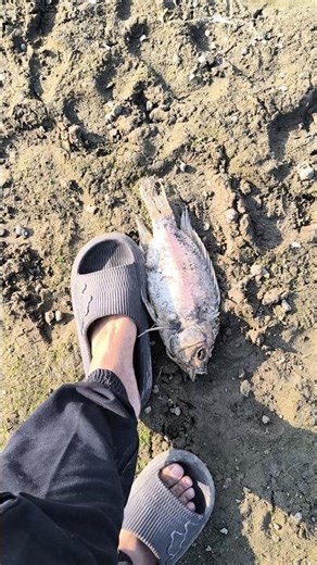 SAYANG SEKALI AIR SURUT GURAMEH SUNGAI NYA PADA MATI