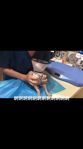 Funny cats vs vets #catsoftiktok #fypシ #cat #animals # | Pets & Cats