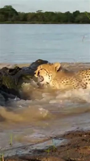 Deadly Ambush! Crocodile Attacks Cheetah at the River#cheetah#wildlife#crocodile