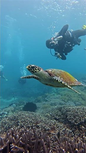 POV: You Met a Turtle With Zero Sense of Direction 🐢 | Nusa Penida Dive