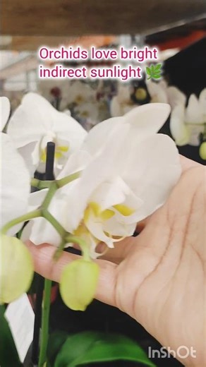 5 Orchid Care Tips #shorts #orchidcare #plantcaretips #orchidblooms
