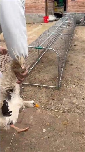Simple Mesh Tunnelto Guide Chickens & Ducks Into the Coop #pets #farming #poultryfarming