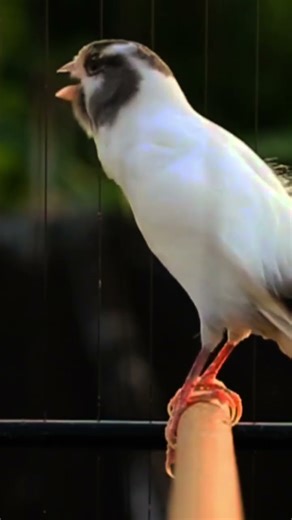 chant singing canaries | singing bird #birds