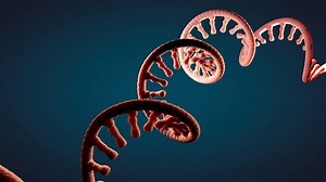 clip-1111072067-single-stranded-molecule-rna-called-messenger-ribonucleic-acid