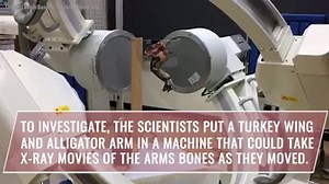 8.2K views · 67 reactions | It's anyone's guess how T. rex moved its puny arms, but now research on turkey wings and alligator arms is shedding light on the issue. More: https://buff.ly/2q1gCLi | LiveScience | Facebook