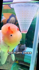 Fancy fish with a fancy crown 👑🐠 Oranda goldfish showing off that fluffy wen while munching on bloodworms! Cute, curious, and always hungry 😆✨ #OrandaGoldfish #FancyGoldfish #GoldfishKeeper #AquariumLife #FishFeeding | GuppyKoi