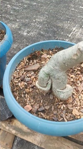 my beautiful adenium codex #adenium #flowers #nature