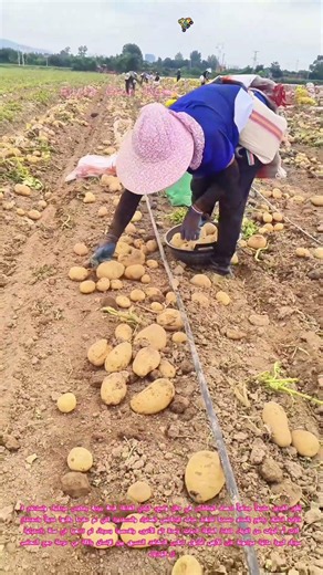 🥔 🧺 جمع حبات البطاطس بعد الحصاد: خطوة الرعاية النهائية قبل التعبئة!