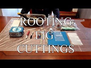 Easy quick fig rooting method. Secrets revealed, with tips and tricks