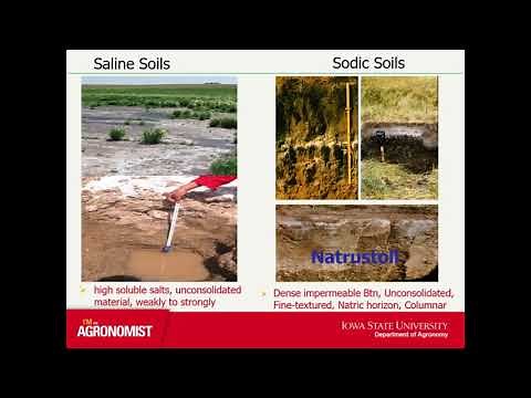 Saline-Sodic Soils: Spatial Variability and Reclamation