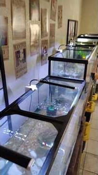 Setting Up 55 Gallon Tanks Part 4