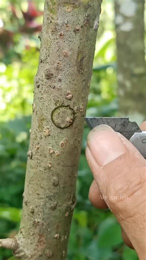 Bud grafting #budding #graftingtechniques | Abi Garden