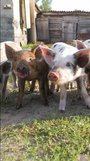 Animal Sounds | Pig Sounds #farmanimals #animals