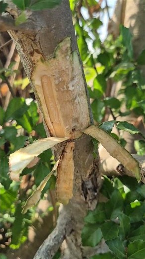 The hidden benefits of Toothbrush Tree sap #herbal #medicinalherbs