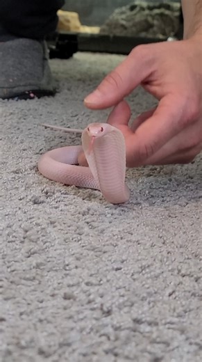 970K views · 19K reactions | Cute Baby Cobra! #cobra | Wild Charles | Facebook