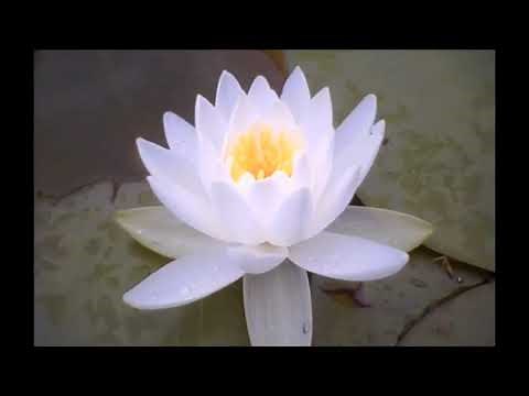 Gongyo Daimoku 15 min and Silent Prayers Liturgy Lotos Sutra Nichiren Daishonin