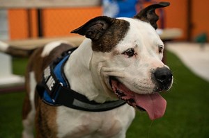 Why are thousands of dog getting sick? Mystery illness might be solved, researchers say