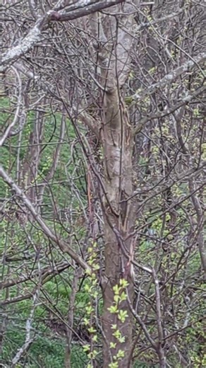 Stevenston deer 13/4/26