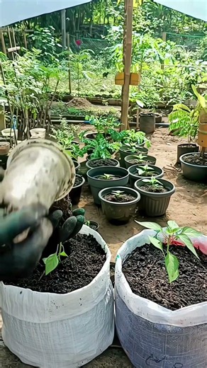 The Secret to HUGE Peppers? Perfect Transplanting! 🌶️ #Gardening #Shorts