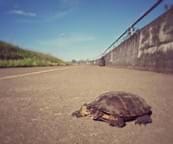 Create a Safe Pathway for Turtles - Activity