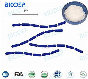 [Hot Item] Good Stability Encapsulated Probiotics Strains Lactobacillus Rhamnosus with High Potency