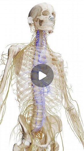 SciePro | Unlock the mysteries of the autonomic nervous system (ANS) with our interactive 3D models 🧠💫. This unseen powerhouse works quietly behind... | Instagram