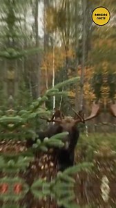 This state has the largest Moose population after Alaska #research #explorepage #knowledge #education #explore | Amazing Facts