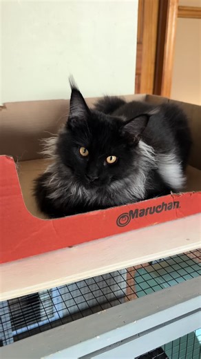 How to Remove Smoke Odor from Your Home